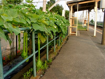 Calabash on railway platform (Kami-Ōi_Station)