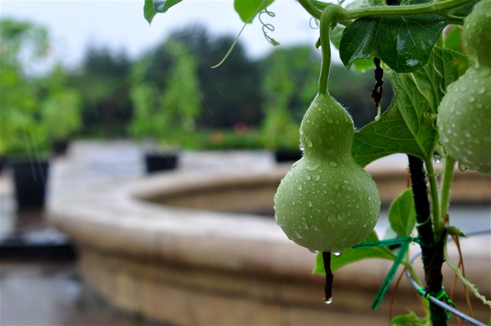 Calabash (Lagenaria siceraria) in Seoul