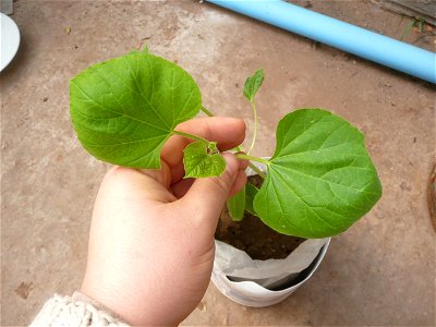 Lagenaria siceraria cordate leaves