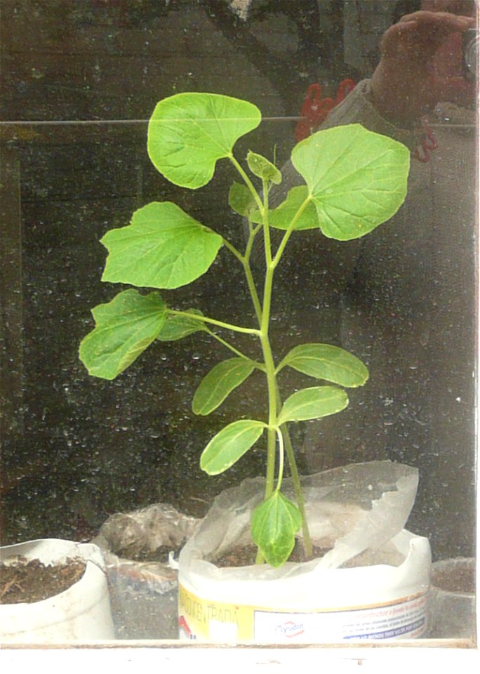 Lagenaria siceraria - 6 leaves plants.
Notice the difference with vine plants of Cucurbita: The 4th leaf originates after the elongation of its respective internode.