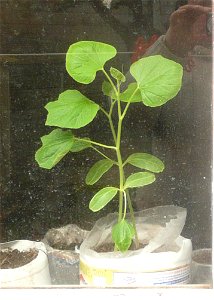 Lagenaria siceraria - 6 leaves plants.
Notice the difference with vine plants of Cucurbita: The 4th leaf originates after the elongation of its respective internode.