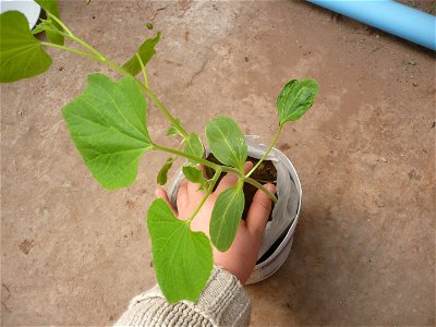 Lagenaria siceraria 6 leaves plants.
Notice the difference with vine plants of Cucurbita: The 4th leaf originates after the elongation of its respective internode.