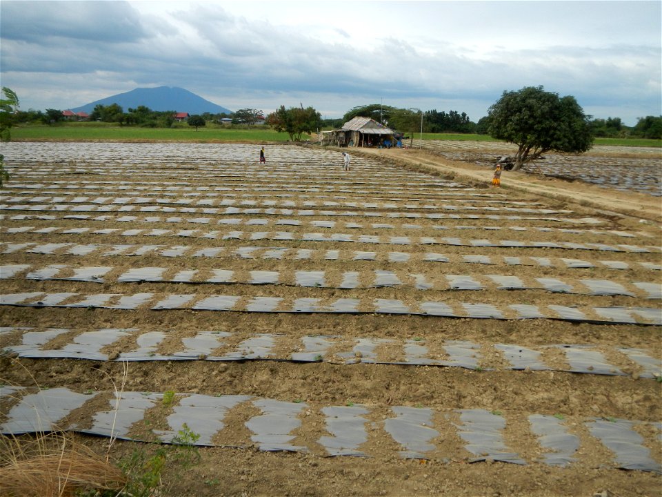 Cucumis melo cantaloupe group fields in the Philippines in Barangay Santa Cruz Pambilog, San Luis, Pampanga  (beside Santa Catalina, from Santa Cruz Poblacion and San Sebastian, San Luis, Pampanga Hal
