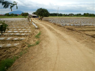 Cucumis melo cantaloupe group fields in the Philippines in Barangay Santa Cruz Pambilog, San Luis, Pampanga  (beside Santa Catalina, from Santa Cruz Poblacion and San Sebastian, San Luis, Pampanga Hal