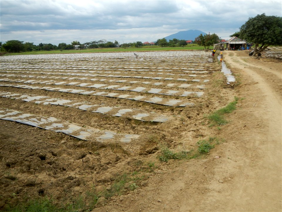 Cucumis melo cantaloupe group fields in the Philippines in Barangay Santa Cruz Pambilog, San Luis, Pampanga  (beside Santa Catalina, from Santa Cruz Poblacion and San Sebastian, San Luis, Pampanga Hal
