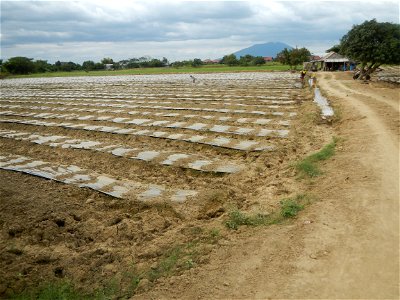 Cucumis melo cantaloupe group fields in the Philippines in Barangay Santa Cruz Pambilog, San Luis, Pampanga  (beside Santa Catalina, from Santa Cruz Poblacion and San Sebastian, San Luis, Pampanga Hal