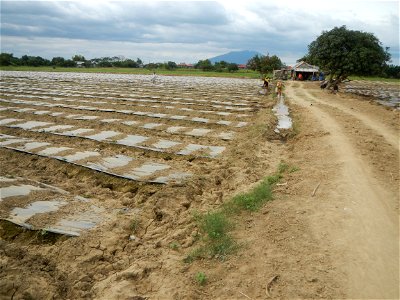 Cucumis melo cantaloupe group fields in the Philippines in Barangay Santa Cruz Pambilog, San Luis, Pampanga  (beside Santa Catalina, from Santa Cruz Poblacion and San Sebastian, San Luis, Pampanga Hal