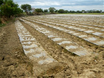 Cucumis melo cantaloupe group fields in the Philippines in Barangay Santa Cruz Pambilog, San Luis, Pampanga  (beside Santa Catalina, from Santa Cruz Poblacion and San Sebastian, San Luis, Pampanga Hal