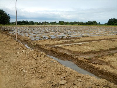 Cucumis melo cantaloupe group fields in the Philippines in Barangay Santa Cruz Pambilog, San Luis, Pampanga  (beside Santa Catalina, from Santa Cruz Poblacion and San Sebastian, San Luis, Pampanga Hal