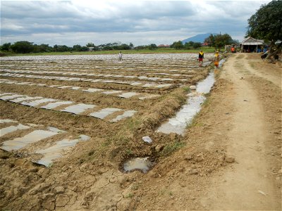 Cucumis melo cantaloupe group fields in the Philippines in Barangay Santa Cruz Pambilog, San Luis, Pampanga  (beside Santa Catalina, from Santa Cruz Poblacion and San Sebastian, San Luis, Pampanga Hal