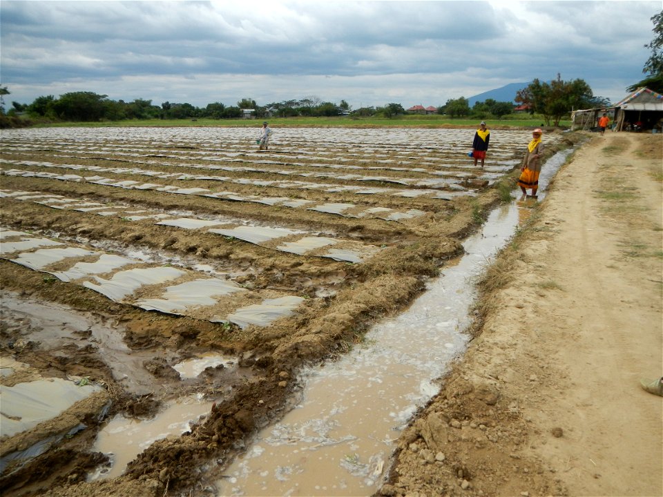 Cucumis melo cantaloupe group fields in the Philippines in Barangay Santa Cruz Pambilog, San Luis, Pampanga  (beside Santa Catalina, from Santa Cruz Poblacion and San Sebastian, San Luis, Pampanga Hal