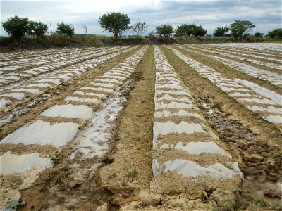 Cucumis melo cantaloupe group fields in the Philippines in Barangay Santa Cruz Pambilog, San Luis, Pampanga  (beside Santa Catalina, from Santa Cruz Poblacion and San Sebastian, San Luis, Pampanga Hal