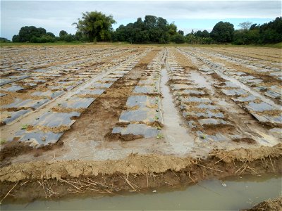 Cucumis melo cantaloupe group fields in the Philippines in Barangay Santa Cruz Pambilog, San Luis, Pampanga  (beside Santa Catalina, from Santa Cruz Poblacion and San Sebastian, San Luis, Pampanga Hal
