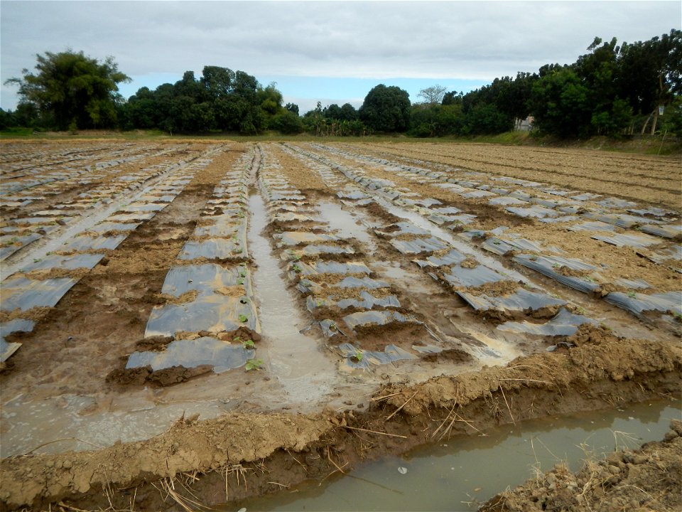 Cucumis melo cantaloupe group fields in the Philippines in Barangay Santa Cruz Pambilog, San Luis, Pampanga  (beside Santa Catalina, from Santa Cruz Poblacion and San Sebastian, San Luis, Pampanga Hal
