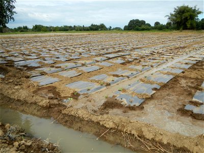 Cucumis melo cantaloupe group fields in the Philippines in Barangay Santa Cruz Pambilog, San Luis, Pampanga  (beside Santa Catalina, from Santa Cruz Poblacion and San Sebastian, San Luis, Pampanga Hal