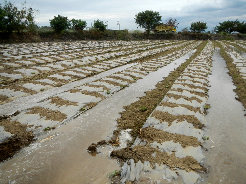 Cucumis melo cantaloupe group fields in the Philippines in Barangay Santa Cruz Pambilog, San Luis, Pampanga  (beside Santa Catalina, from Santa Cruz Poblacion and San Sebastian, San Luis, Pampanga Hal