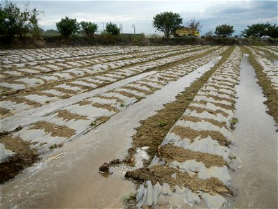 Cucumis melo cantaloupe group fields in the Philippines in Barangay Santa Cruz Pambilog, San Luis, Pampanga  (beside Santa Catalina, from Santa Cruz Poblacion and San Sebastian, San Luis, Pampanga Hal