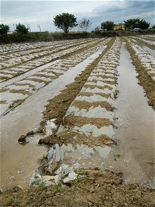 Cucumis melo cantaloupe group fields in the Philippines in Barangay Santa Cruz Pambilog, San Luis, Pampanga  (beside Santa Catalina, from Santa Cruz Poblacion and San Sebastian, San Luis, Pampanga Hal