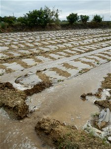 Cucumis melo cantaloupe group fields in the Philippines in Barangay Santa Cruz Pambilog, San Luis, Pampanga  (beside Santa Catalina, from Santa Cruz Poblacion and San Sebastian, San Luis, Pampanga Hal