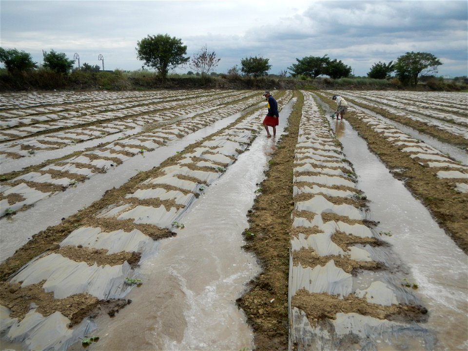 Cucumis melo cantaloupe group fields in the Philippines in Barangay Santa Cruz Pambilog, San Luis, Pampanga  (beside Santa Catalina, from Santa Cruz Poblacion and San Sebastian, San Luis, Pampanga Hal
