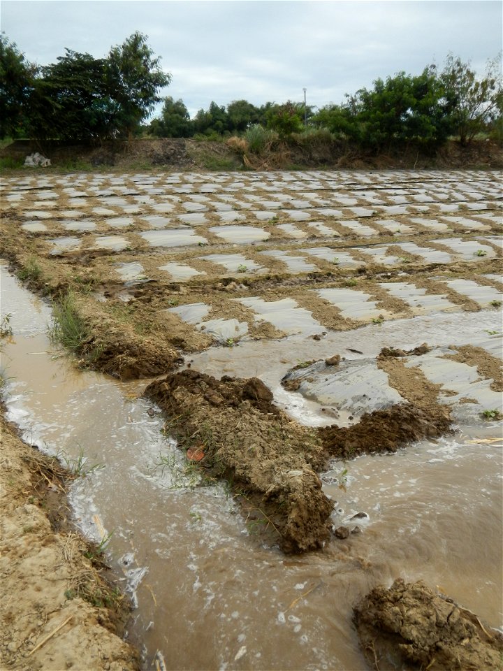 Cucumis melo cantaloupe group fields in the Philippines in Barangay Santa Cruz Pambilog, San Luis, Pampanga  (beside Santa Catalina, from Santa Cruz Poblacion and San Sebastian, San Luis, Pampanga Hal