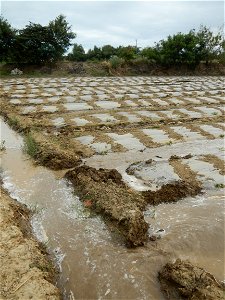 Cucumis melo cantaloupe group fields in the Philippines in Barangay Santa Cruz Pambilog, San Luis, Pampanga  (beside Santa Catalina, from Santa Cruz Poblacion and San Sebastian, San Luis, Pampanga Hal