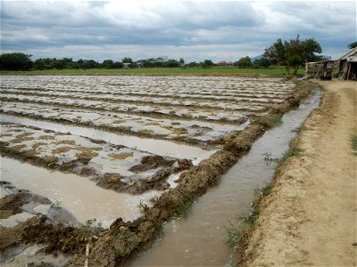 Cucumis melo cantaloupe group fields in the Philippines in Barangay Santa Cruz Pambilog, San Luis, Pampanga  (beside Santa Catalina, from Santa Cruz Poblacion and San Sebastian, San Luis, Pampanga Hal