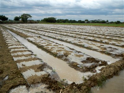 Cucumis melo cantaloupe group fields in the Philippines in Barangay Santa Cruz Pambilog, San Luis, Pampanga  (beside Santa Catalina, from Santa Cruz Poblacion and San Sebastian, San Luis, Pampanga Hal