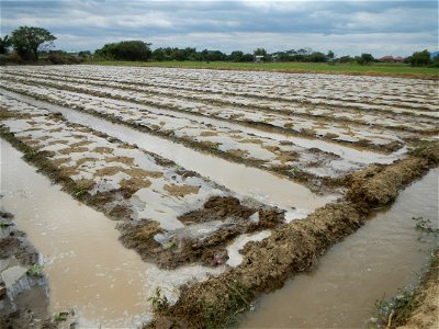 Cucumis melo cantaloupe group fields in the Philippines in Barangay Santa Cruz Pambilog, San Luis, Pampanga  (beside Santa Catalina, from Santa Cruz Poblacion and San Sebastian, San Luis, Pampanga Hal