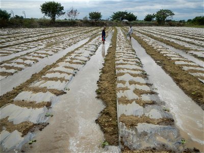 Cucumis melo cantaloupe group fields in the Philippines in Barangay Santa Cruz Pambilog, San Luis, Pampanga  (beside Santa Catalina, from Santa Cruz Poblacion and San Sebastian, San Luis, Pampanga Hal