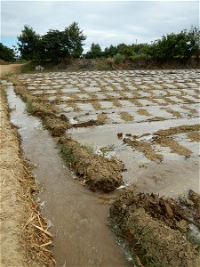 Cucumis melo cantaloupe group fields in the Philippines in Barangay Santa Cruz Pambilog, San Luis, Pampanga  (beside Santa Catalina, from Santa Cruz Poblacion and San Sebastian, San Luis, Pampanga Hal