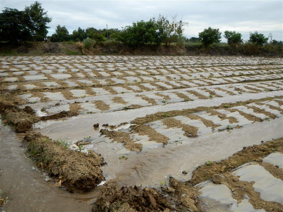 Cucumis melo cantaloupe group fields in the Philippines in Barangay Santa Cruz Pambilog, San Luis, Pampanga  (beside Santa Catalina, from Santa Cruz Poblacion and San Sebastian, San Luis, Pampanga Hal