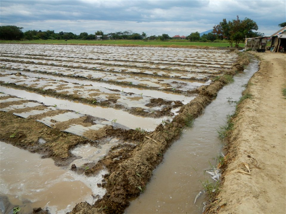 Cucumis melo cantaloupe group fields in the Philippines in Barangay Santa Cruz Pambilog, San Luis, Pampanga  (beside Santa Catalina, from Santa Cruz Poblacion and San Sebastian, San Luis, Pampanga Hal