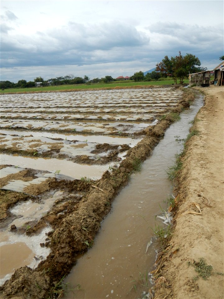Cucumis melo cantaloupe group fields in the Philippines in Barangay Santa Cruz Pambilog, San Luis, Pampanga  (beside Santa Catalina, from Santa Cruz Poblacion and San Sebastian, San Luis, Pampanga Hal