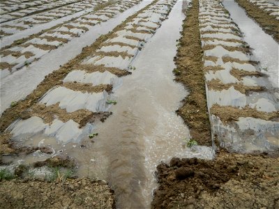 Cucumis melo cantaloupe group fields in the Philippines in Barangay Santa Cruz Pambilog, San Luis, Pampanga  (beside Santa Catalina, from Santa Cruz Poblacion and San Sebastian, San Luis, Pampanga Hal