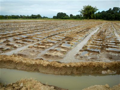 Cucumis melo cantaloupe group fields in the Philippines in Barangay Santa Cruz Pambilog, San Luis, Pampanga  (beside Santa Catalina, from Santa Cruz Poblacion and San Sebastian, San Luis, Pampanga Hal
