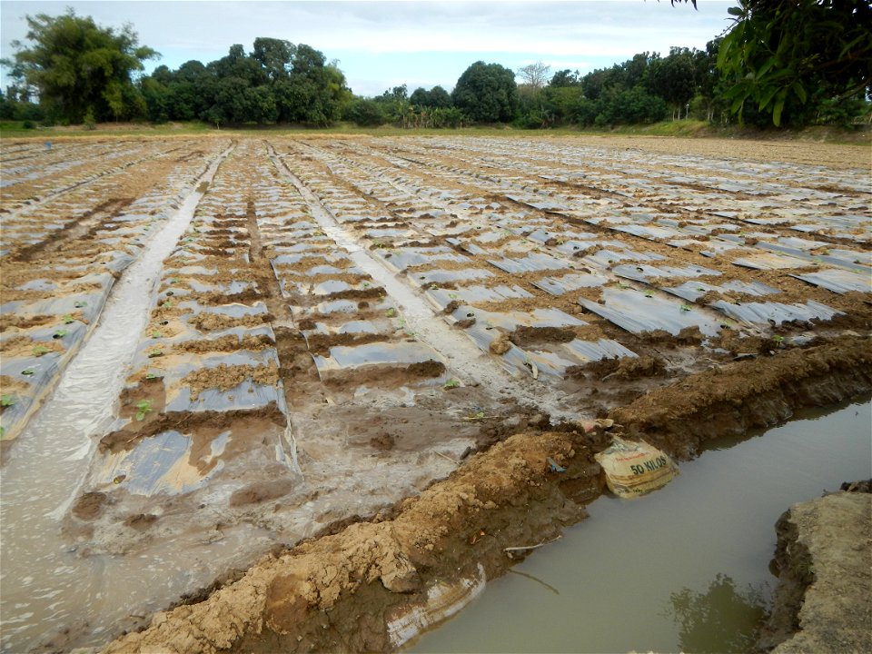 Cucumis melo cantaloupe group fields in the Philippines in Barangay Santa Cruz Pambilog, San Luis, Pampanga  (beside Santa Catalina, from Santa Cruz Poblacion and San Sebastian, San Luis, Pampanga Hal