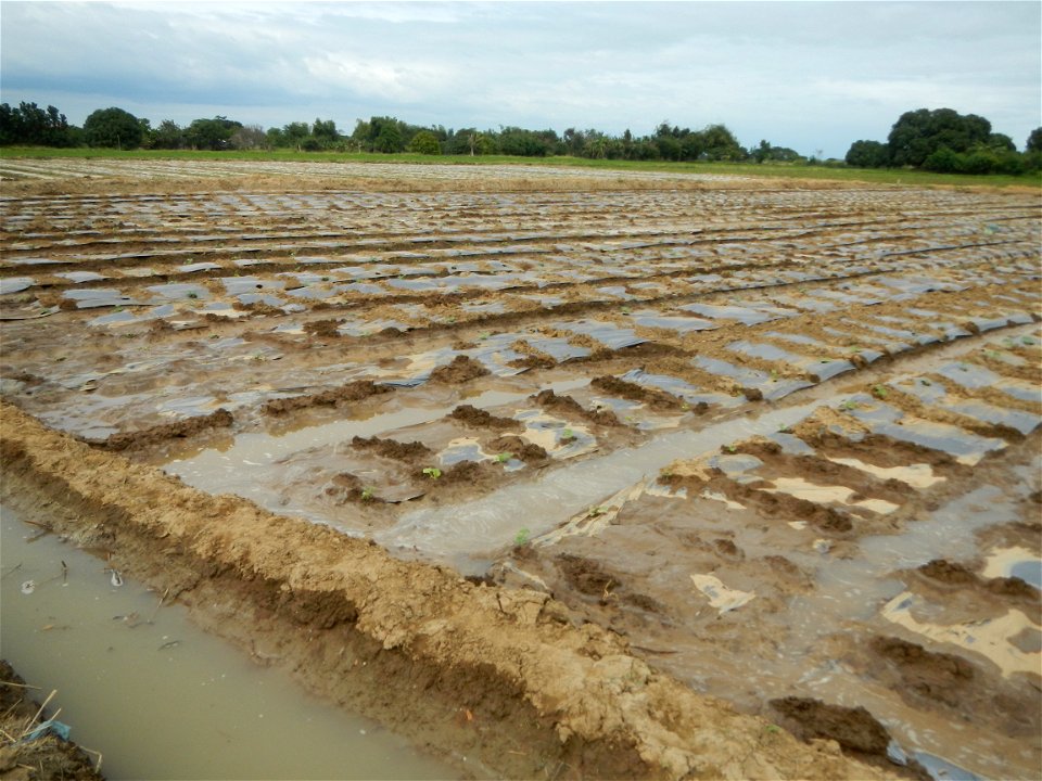 Cucumis melo cantaloupe group fields in the Philippines in Barangay Santa Cruz Pambilog, San Luis, Pampanga  (beside Santa Catalina, from Santa Cruz Poblacion and San Sebastian, San Luis, Pampanga Hal