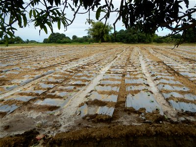 Cucumis melo cantaloupe group fields in the Philippines in Barangay Santa Cruz Pambilog, San Luis, Pampanga  (beside Santa Catalina, from Santa Cruz Poblacion and San Sebastian, San Luis, Pampanga Hal