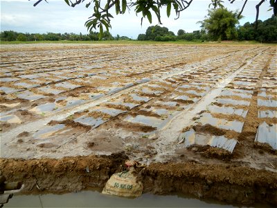 Cucumis melo cantaloupe group fields in the Philippines in Barangay Santa Cruz Pambilog, San Luis, Pampanga  (beside Santa Catalina, from Santa Cruz Poblacion and San Sebastian, San Luis, Pampanga Hal