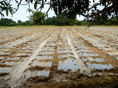 Cucumis melo cantaloupe group fields in the Philippines in Barangay Santa Cruz Pambilog, San Luis, Pampanga  (beside Santa Catalina, from Santa Cruz Poblacion and San Sebastian, San Luis, Pampanga Hal
