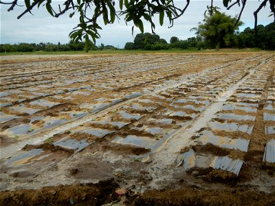 Cucumis melo cantaloupe group fields in the Philippines in Barangay Santa Cruz Pambilog, San Luis, Pampanga  (beside Santa Catalina, from Santa Cruz Poblacion and San Sebastian, San Luis, Pampanga Hal