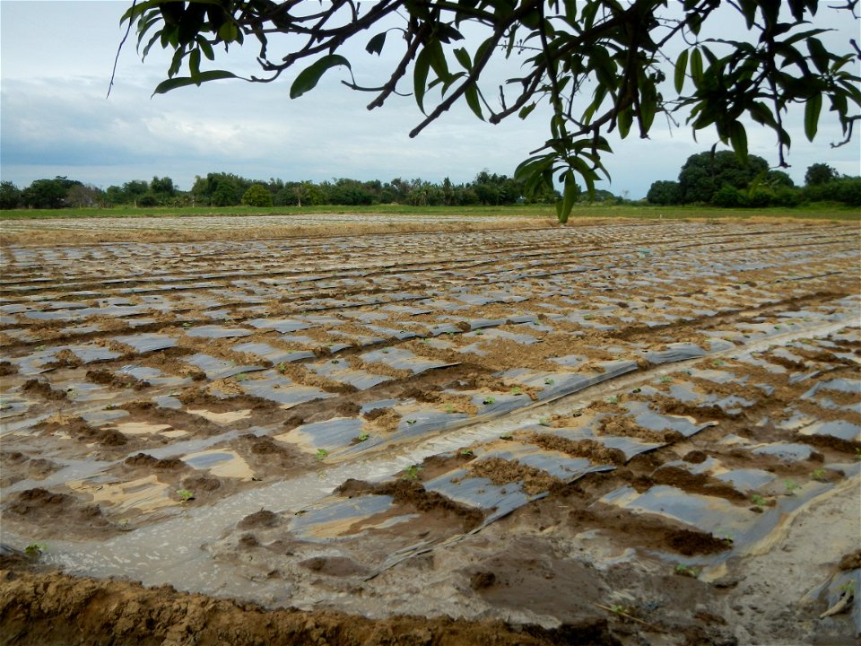 Cucumis melo cantaloupe group fields in the Philippines in Barangay Santa Cruz Pambilog, San Luis, Pampanga  (beside Santa Catalina, from Santa Cruz Poblacion and San Sebastian, San Luis, Pampanga Hal