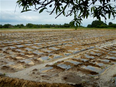 Cucumis melo cantaloupe group fields in the Philippines in Barangay Santa Cruz Pambilog, San Luis, Pampanga  (beside Santa Catalina, from Santa Cruz Poblacion and San Sebastian, San Luis, Pampanga Hal