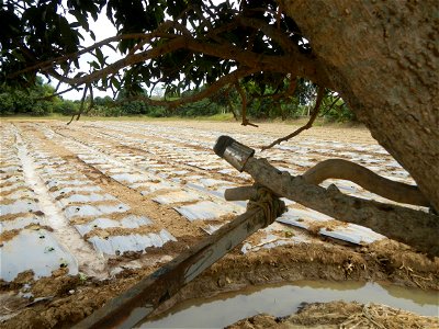 Cucumis melo cantaloupe group fields in the Philippines in Barangay Santa Cruz Pambilog, San Luis, Pampanga  (beside Santa Catalina, from Santa Cruz Poblacion and San Sebastian, San Luis, Pampanga Hal