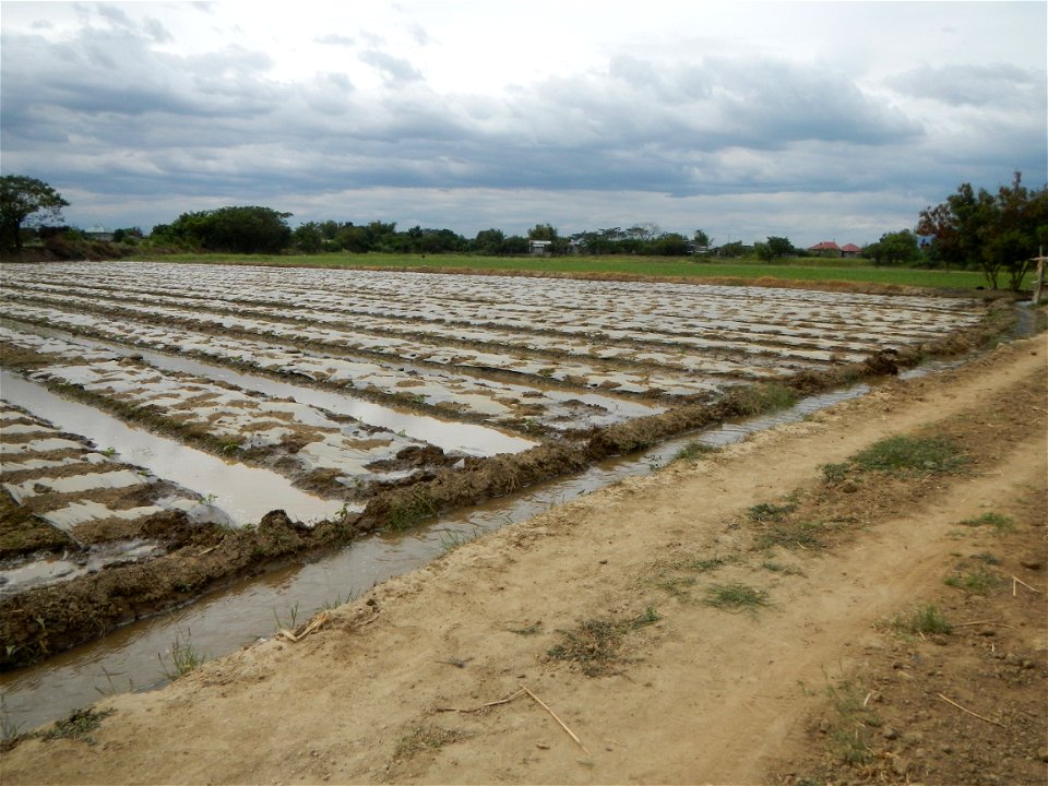 Cucumis melo cantaloupe group fields in the Philippines in Barangay Santa Cruz Pambilog, San Luis, Pampanga  (beside Santa Catalina, from Santa Cruz Poblacion and San Sebastian, San Luis, Pampanga Hal
