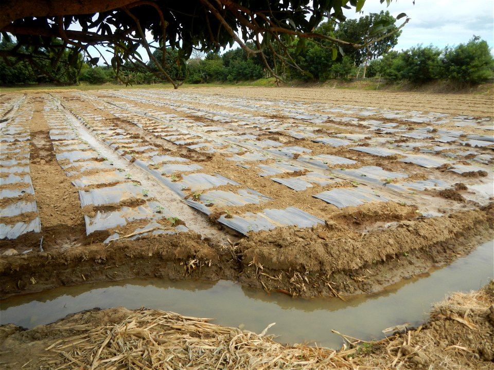 Cucumis melo cantaloupe group fields in the Philippines in Barangay Santa Cruz Pambilog, San Luis, Pampanga  (beside Santa Catalina, from Santa Cruz Poblacion and San Sebastian, San Luis, Pampanga Hal