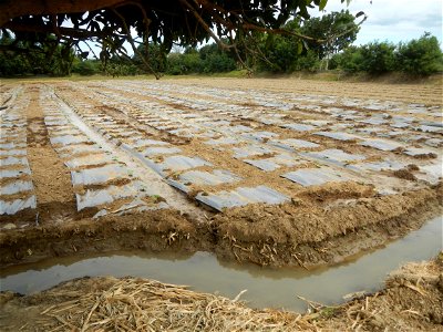 Cucumis melo cantaloupe group fields in the Philippines in Barangay Santa Cruz Pambilog, San Luis, Pampanga  (beside Santa Catalina, from Santa Cruz Poblacion and San Sebastian, San Luis, Pampanga Hal