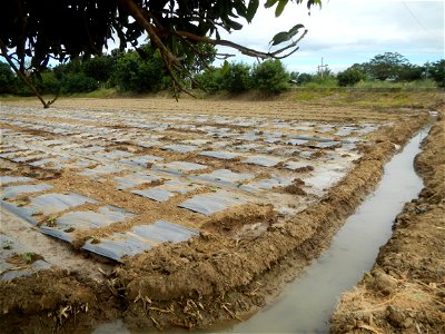 Cucumis melo cantaloupe group fields in the Philippines in Barangay Santa Cruz Pambilog, San Luis, Pampanga  (beside Santa Catalina, from Santa Cruz Poblacion and San Sebastian, San Luis, Pampanga Hal