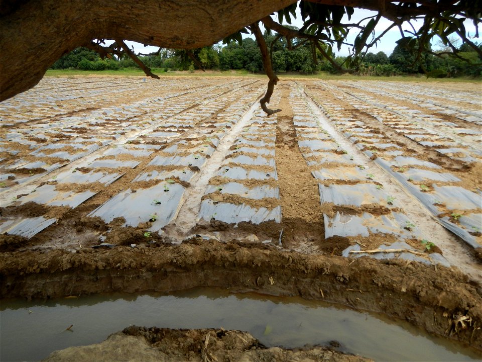 Cucumis melo cantaloupe group fields in the Philippines in Barangay Santa Cruz Pambilog, San Luis, Pampanga  (beside Santa Catalina, from Santa Cruz Poblacion and San Sebastian, San Luis, Pampanga Hal